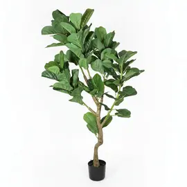 Lule / Peme fiku / 1.6m