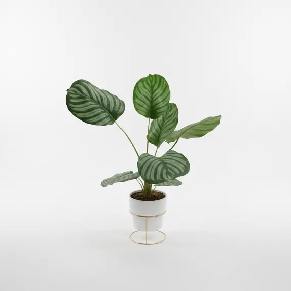 Vazo Qeramike me Lule Artificiale me Gjethe të Rrumbullakëta