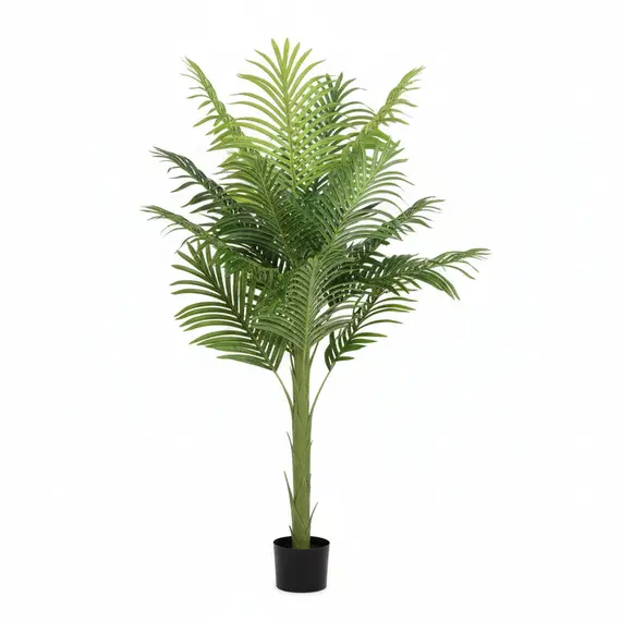 Lule / Palme 12 Dege / 1.1m