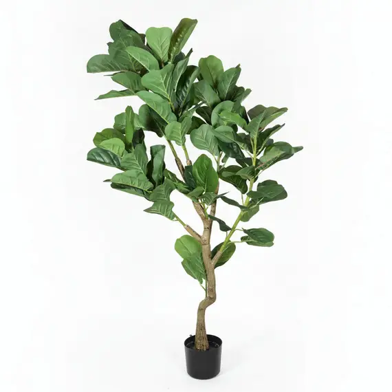 Lule / Peme fiku / 1.6m